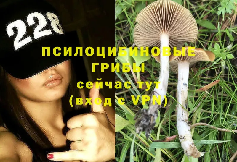 как найти закладки  Бабушкин  Галлюциногенные грибы MAGIC MUSHROOMS 